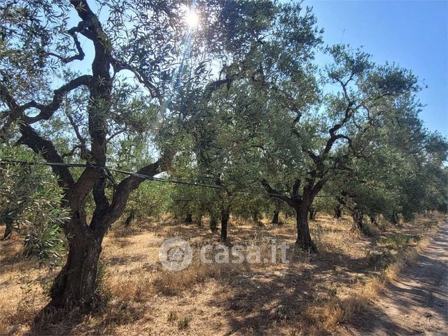 Terreno agricolo in commerciale in Strada Provinciale 62