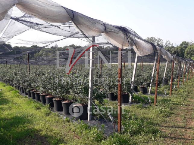 Terreno agricolo in commerciale in Via delle Viole