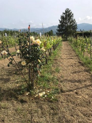 Terreno agricolo in commerciale in Via Borgolo