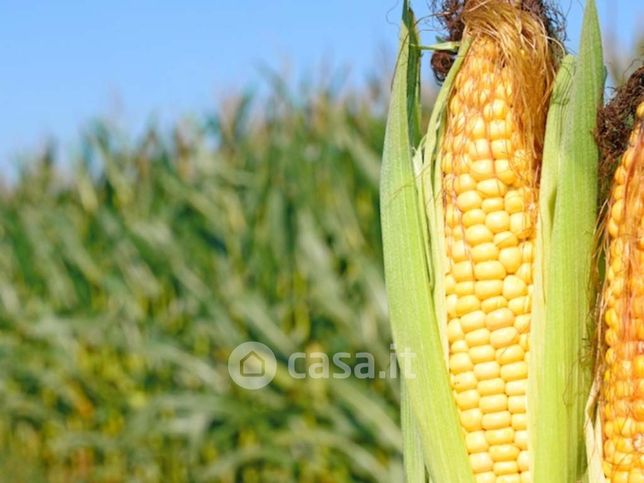 Terreno agricolo in commerciale in Via Serio