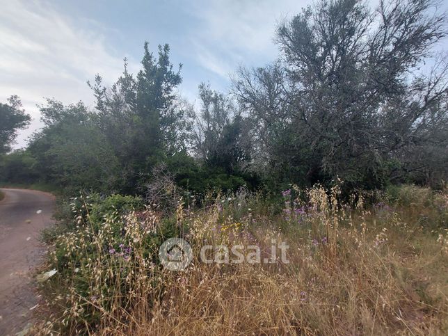 Terreno agricolo in commerciale in Strada Vicinale Cisterna dei Tetti