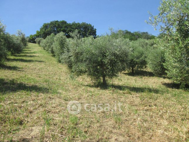 Terreno agricolo in commerciale in Via San Stefano