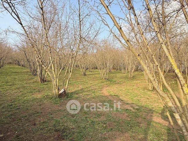 Terreno agricolo in commerciale in Viale dei Castagni