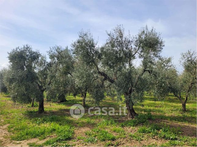 Terreno agricolo in commerciale in Via Santuario Madonna di Ripalta