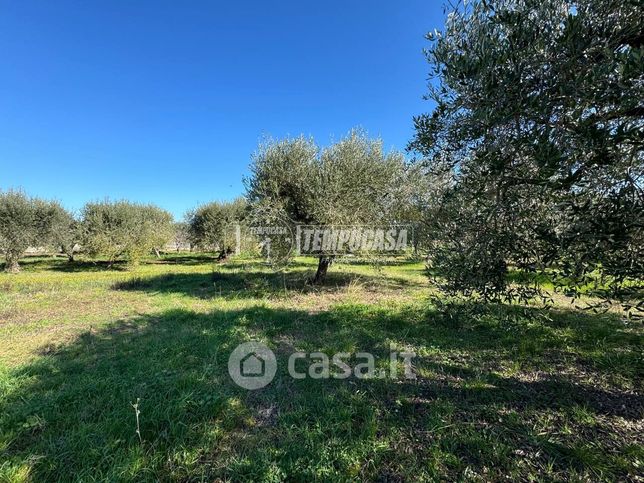 Terreno agricolo in commerciale in Contrada Cerreto 1