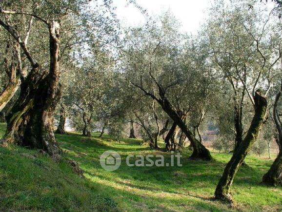 Terreno agricolo in commerciale in 