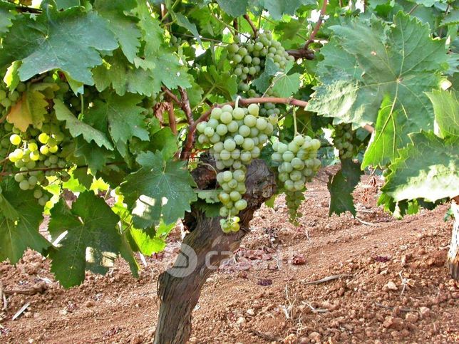 Terreno agricolo in commerciale in 