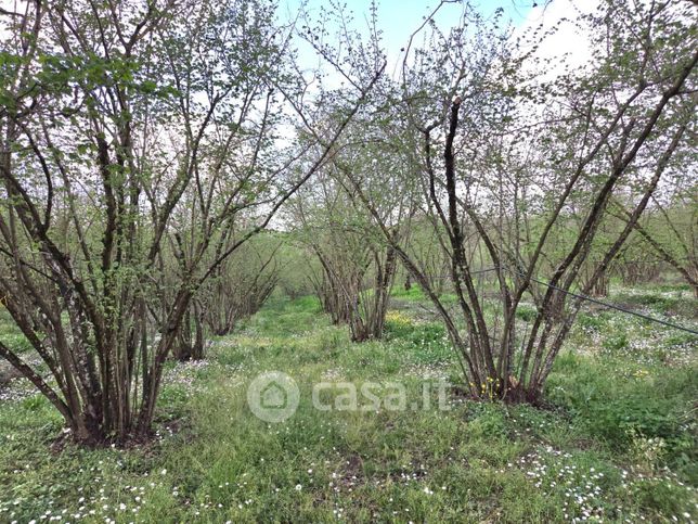 Terreno agricolo in commerciale in 