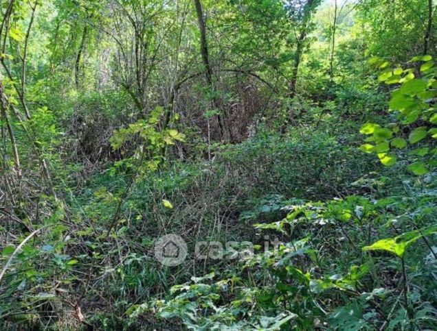 Terreno agricolo in commerciale in Località Campea