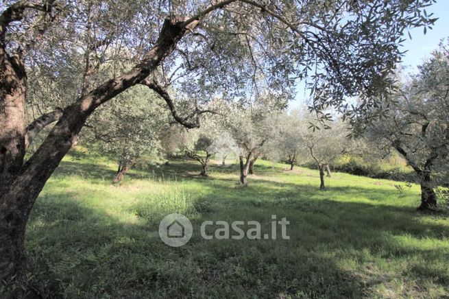 Terreno agricolo in commerciale in Via Tancia