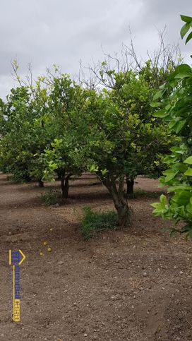 Terreno agricolo in commerciale in Strada Provinciale 26