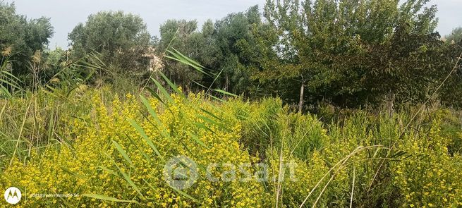 Terreno agricolo in commerciale in Via dell'alloro