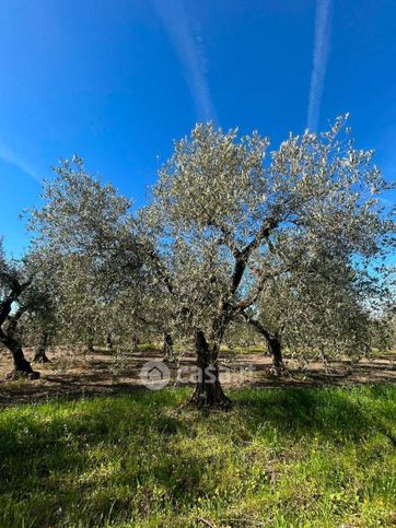 Terreno agricolo in commerciale in 