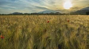 Terreno agricolo in commerciale in Località torre san severo