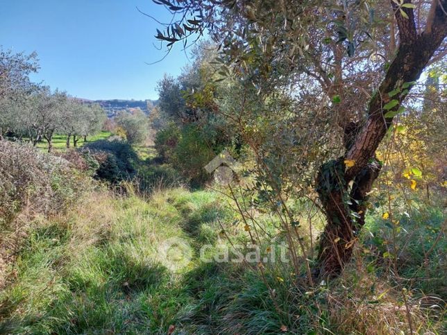 Terreno agricolo in commerciale in Via Tancia