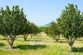 Terreno agricolo in commerciale in Via per Palma 67