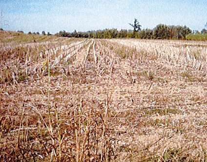 Terreno agricolo in commerciale in Via Cesare Battisti