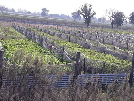 Terreno agricolo in commerciale in 