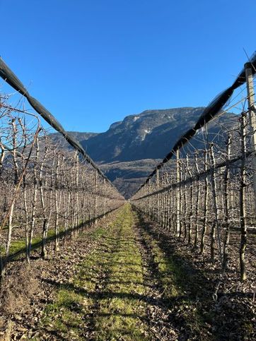 Terreno agricolo in commerciale in 