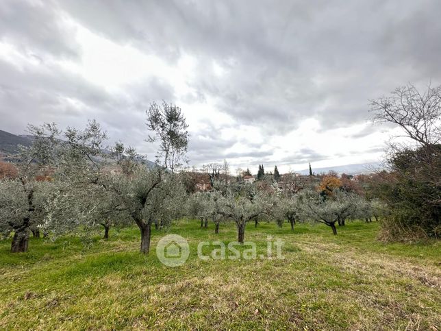 Terreno agricolo in commerciale in Via Assisana