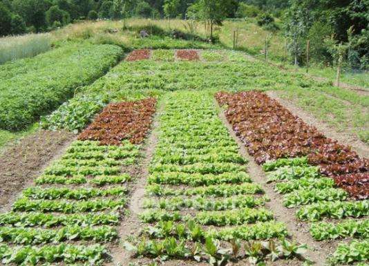 Terreno agricolo in commerciale in Corso XXI Gennaio 125