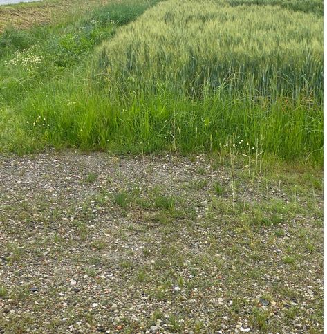 Terreno agricolo in commerciale in 