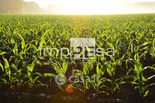 Terreno agricolo in commerciale in Via Creta