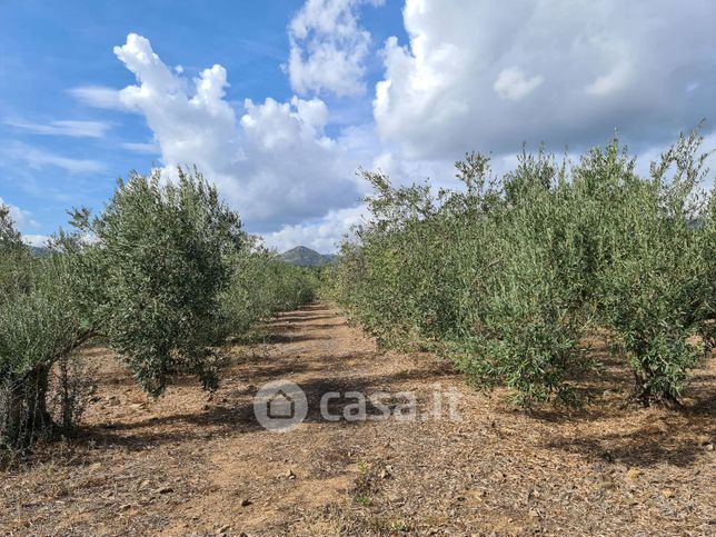 Terreno agricolo in commerciale in Strada Statale 125 Orientale Sarda