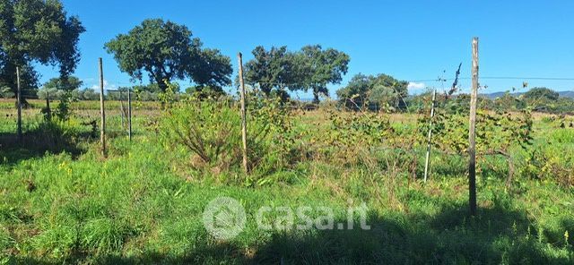 Terreno agricolo in commerciale in Strada Provinciale Puntone