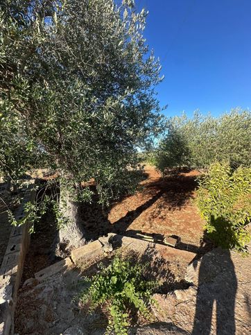 Terreno agricolo in commerciale in Contrada Salinola