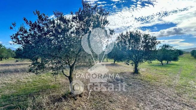 Terreno agricolo in commerciale in Strada Provinciale 132