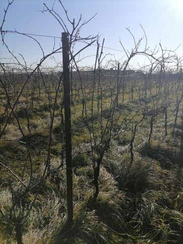 Terreno agricolo in commerciale in 