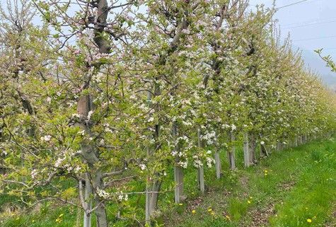 Terreno agricolo in commerciale in 