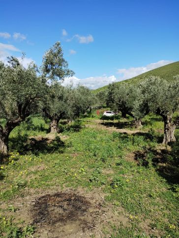 Terreno agricolo in commerciale in Viale Tagliamento