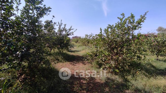 Terreno agricolo in commerciale in Strada Provinciale 52