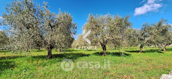 Terreno agricolo in commerciale in Strada Bellezza