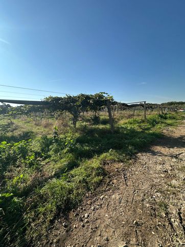 Terreno agricolo in commerciale in Strada Campovivo