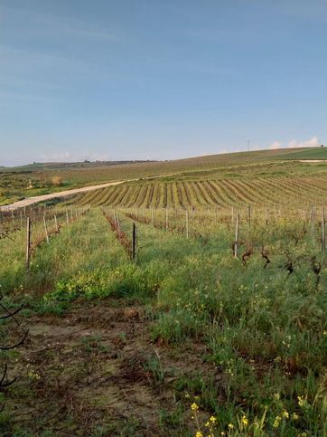 Terreno agricolo in commerciale in Contrada favara