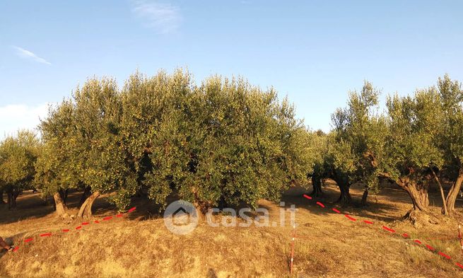 Terreno agricolo in commerciale in Contrada Fontanelle