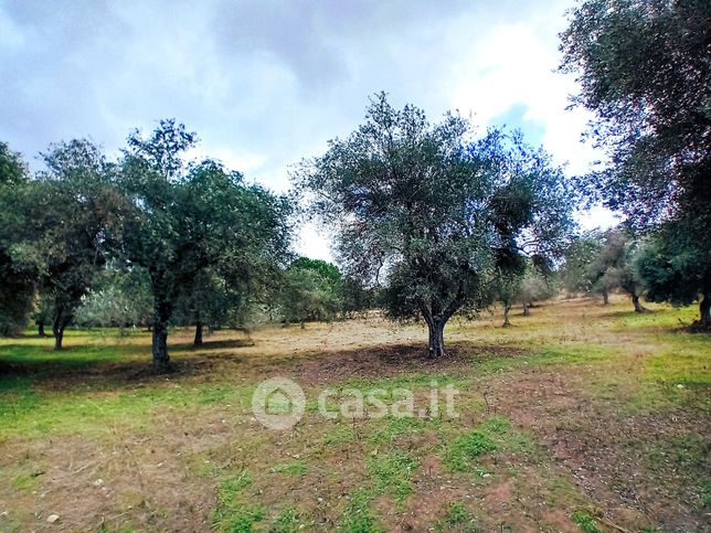 Terreno agricolo in commerciale in Strada Vicinale Badde Fustiggiu