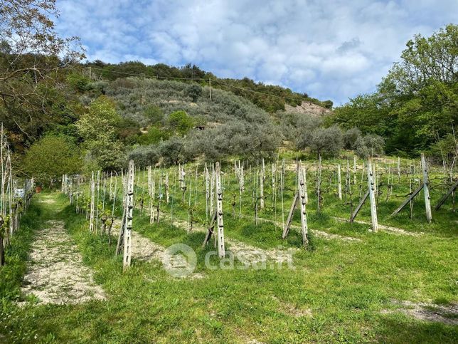 Terreno agricolo in commerciale in Vocabolo Poggio Azzuano