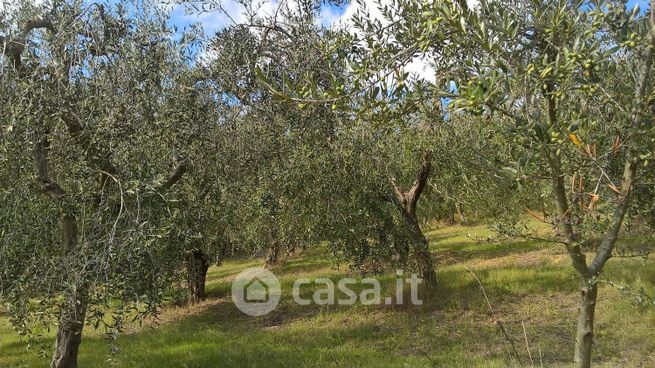 Terreno agricolo in commerciale in Strada vocaboloceoli