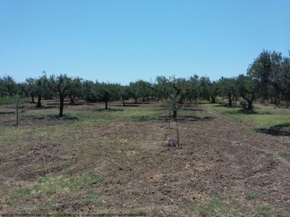 Terreno agricolo in commerciale in Raccordo di Mazara del Vallo