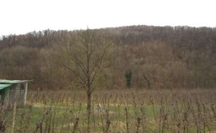 Terreno agricolo in commerciale in Via Alpe Adria