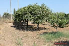 Terreno agricolo in commerciale in Via Giuseppe Ungaretti