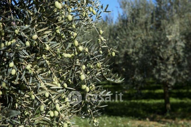 Terreno agricolo in commerciale in Via del Padule 11