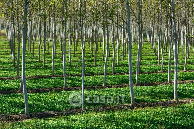 Terreno agricolo in commerciale in Via della Lepre