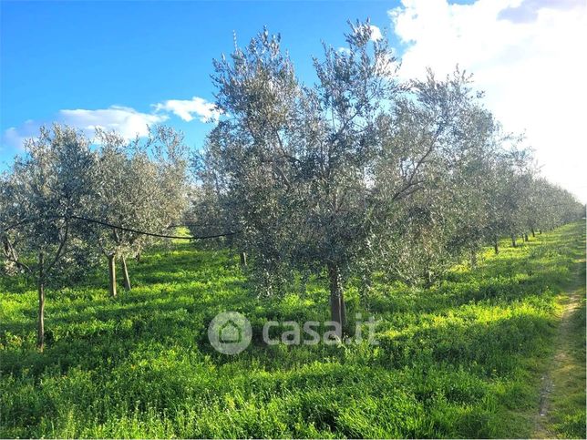 Terreno agricolo in commerciale in Via canneto nuovo