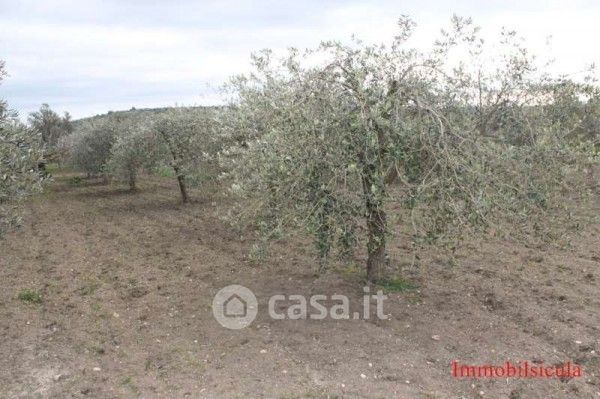 Terreno agricolo in commerciale in Contrada Miucia