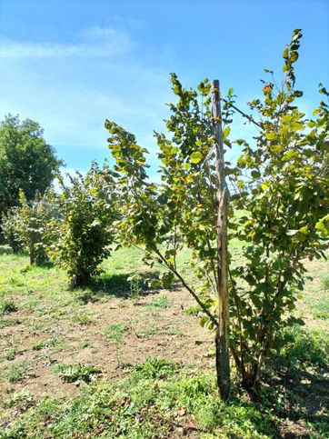 Terreno agricolo in commerciale in Via Umilta